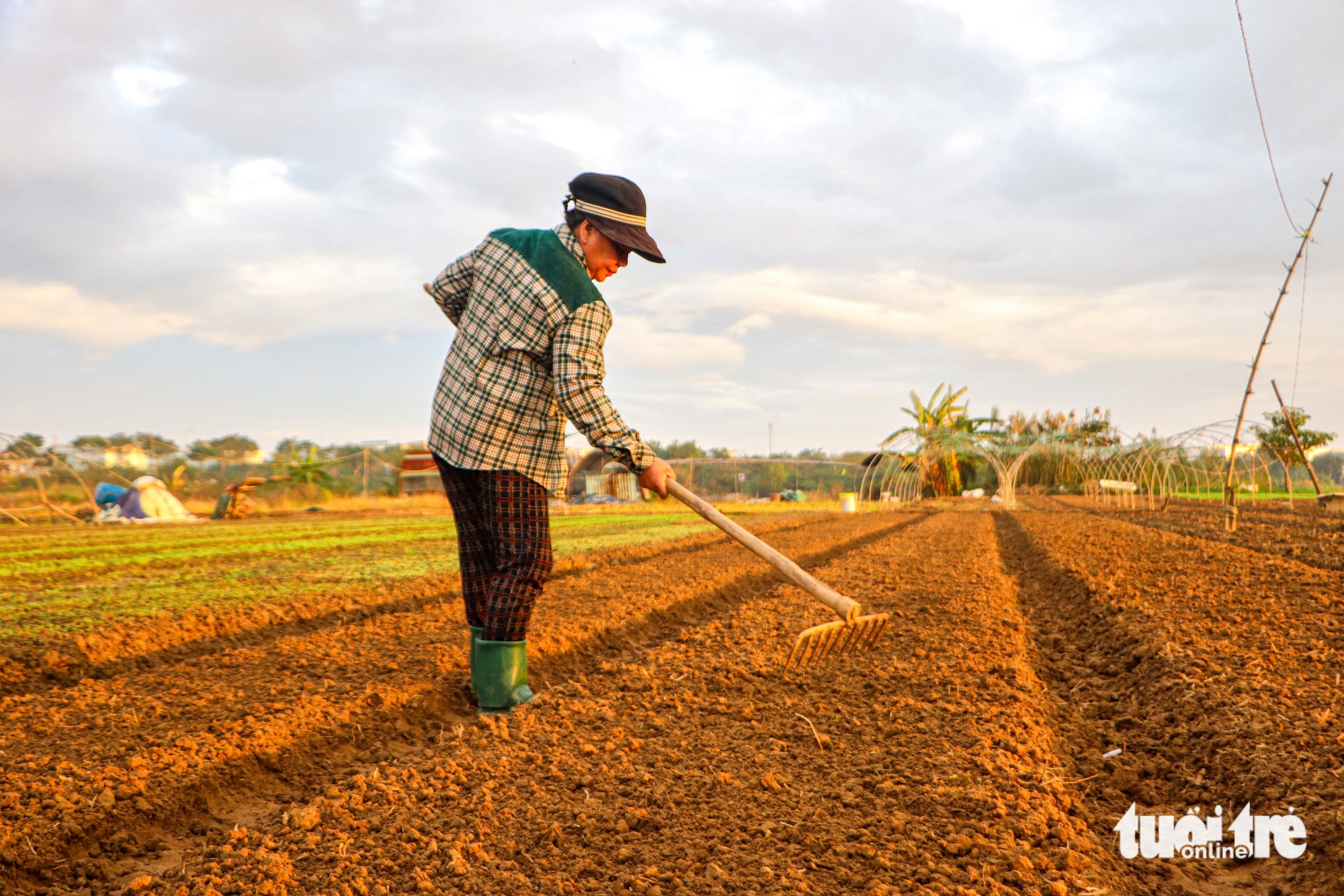 Giá rau xanh chợ Đà Nẵng tăng cao, giá ớt trên trời 150.000 đồng/kg - Ảnh 3.