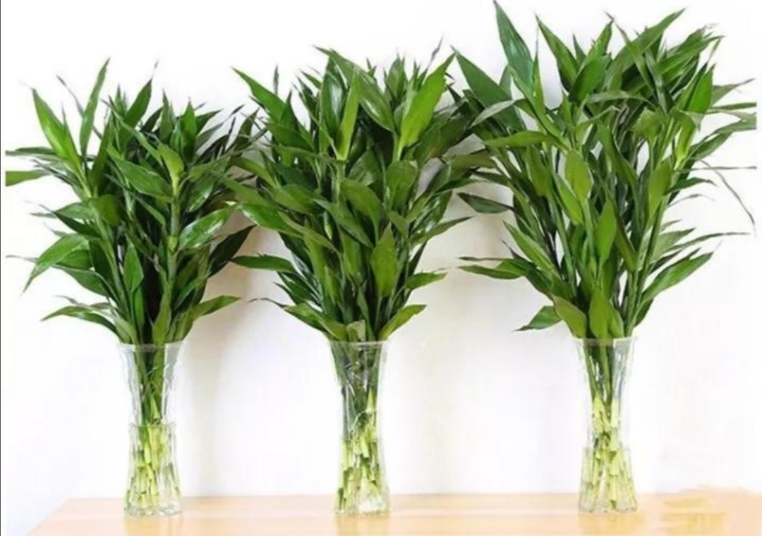 Trúc phú quý là cây cảnh phong thủy mang đến những điều may mắn, tốt lành, phú quý. Ảnh: Sohu Trúc phú quý là cây cảnh phong thủy mang đến những điều may mắn, tốt lành, phú quý. Ảnh: Sohu