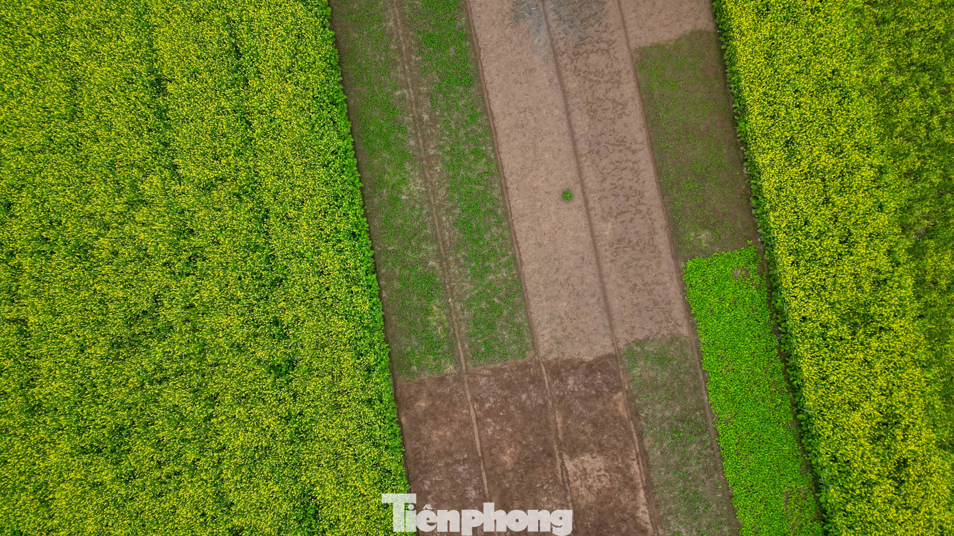 Hà Nội: Dạo chơi trên cánh đồng rực rỡ sắc vàng hoa cải 3 Cây cao khoảng 40-70 cm, hoa nhỏ màu vàng tươi, mọc thành từng chùm dày. Khi gió nhẹ thổi qua, cả thảm hoa chuyển động như những dải lụa, nổi bật giữa không gian thoáng đãng của vùng bãi ven sông Đuống.