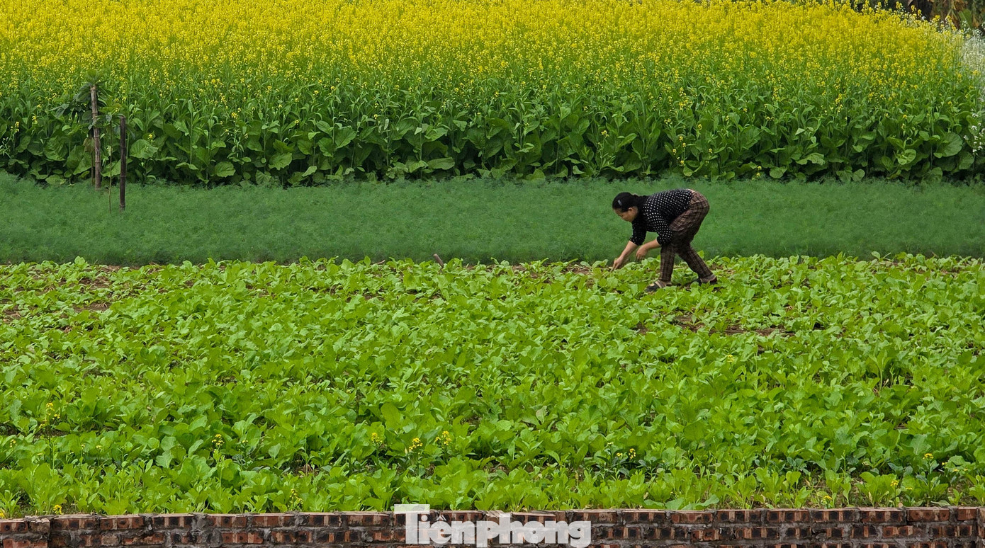 Hà Nội: Dạo chơi trên cánh đồng rực rỡ sắc vàng hoa cải 4 Anh Thắng - một hộ trồng hoa lâu năm tại địa phương - cho biết: “Vụ này thời tiết xấu quá, nếu trồng cải mà gặp mưa lớn hoặc ngập úng thì thiệt hại nhiều. Bà con năm nay chuyển sang trồng rau ngắn ngày cho an toàn hơn”. Theo anh Thắng, chỉ một số ít hộ trồng theo quy mô nhỏ hoặc để phục vụ nhu cầu canh tác truyền thống, nên không còn cảnh hàng dài du khách đổ về chụp ảnh như trước.