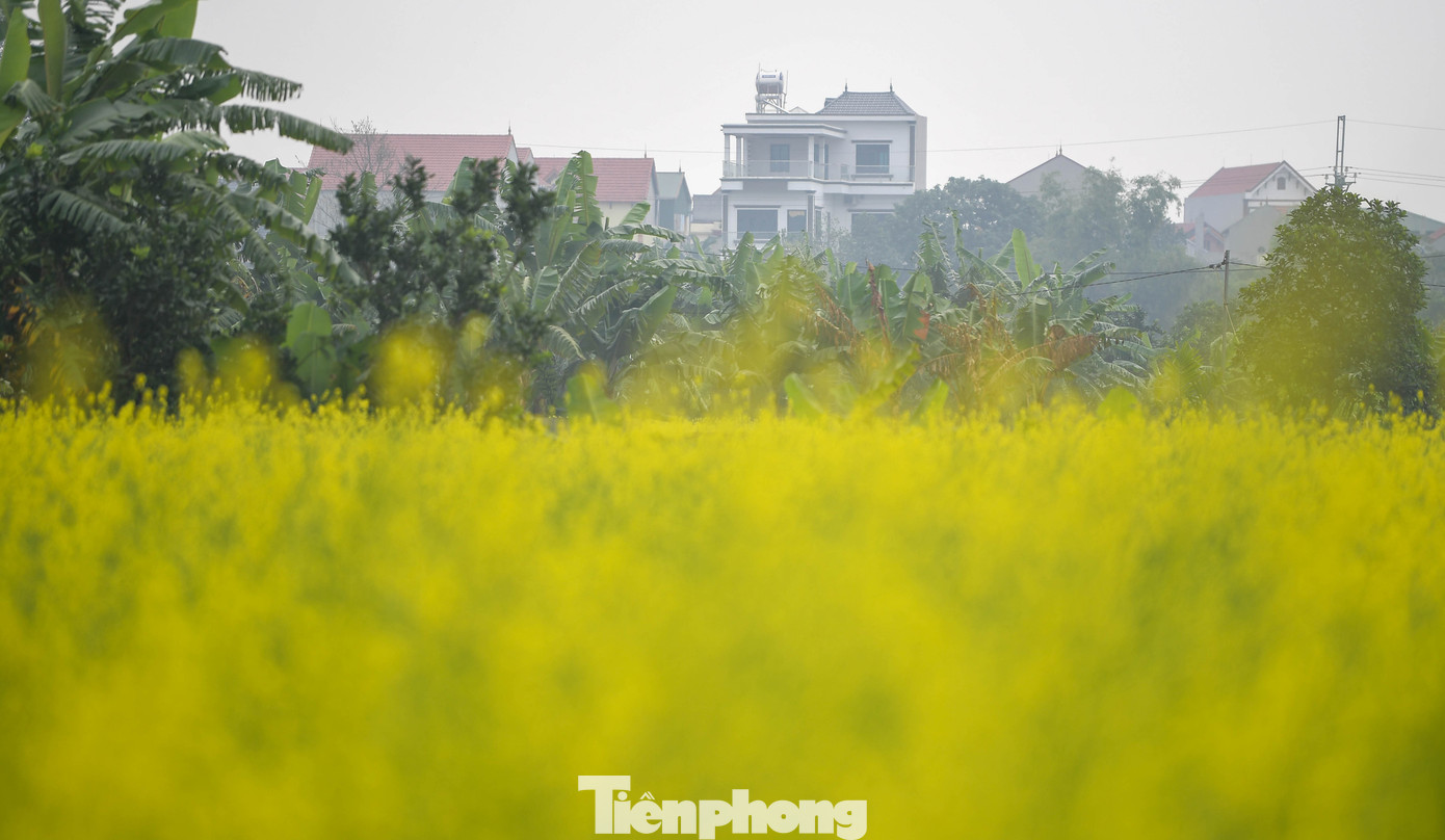 Hà Nội: Dạo chơi trên cánh đồng rực rỡ sắc vàng hoa cải 5 img src/upload/4-2025/images/2025-12-08/1765178403-tp-cai-vang-le-chidsc-5711-width1390height927.jpg width660 /