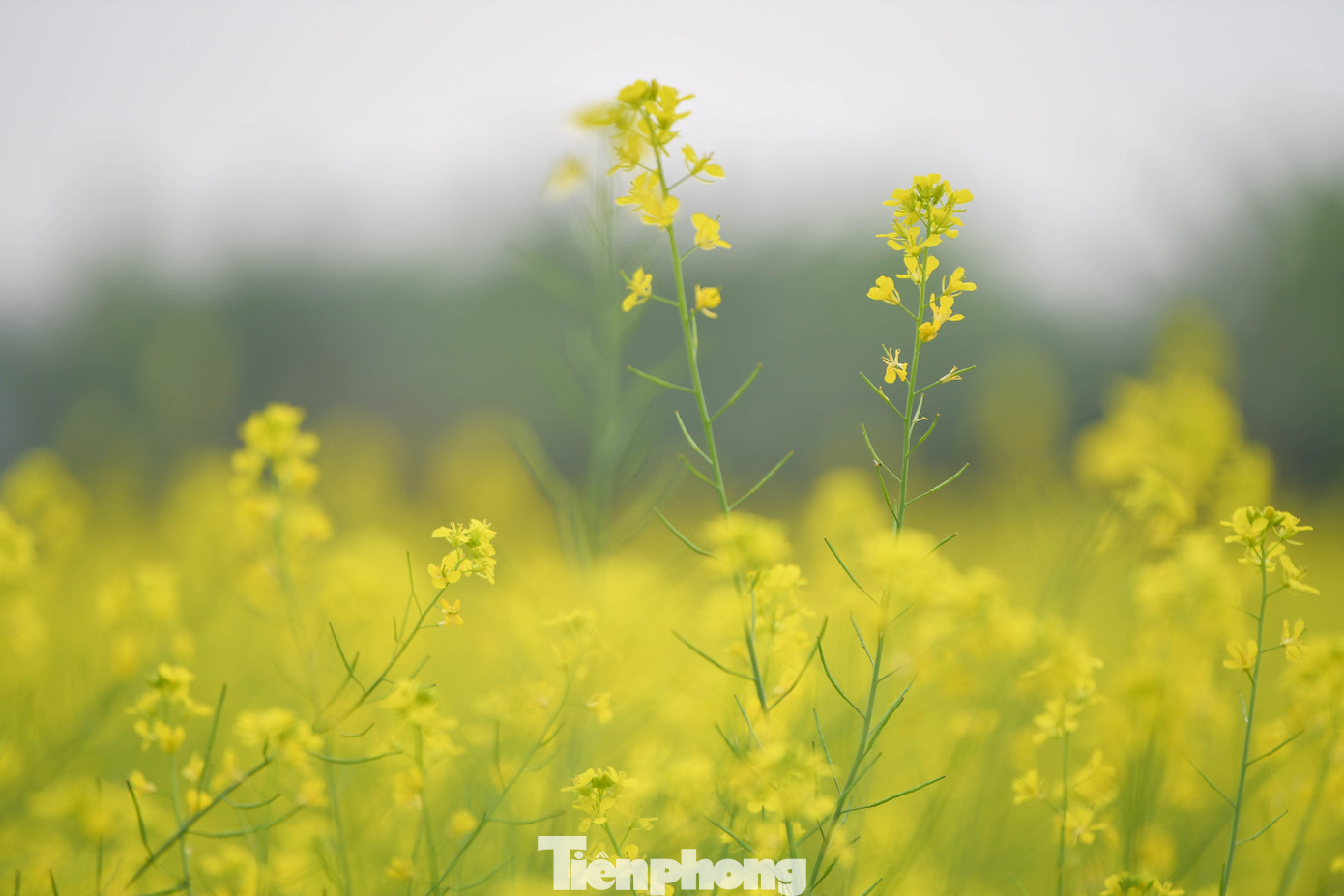 Hà Nội: Dạo chơi trên cánh đồng rực rỡ sắc vàng hoa cải 6 Hà Nội: Dạo chơi trên cánh đồng rực rỡ sắc vàng hoa cải - 5