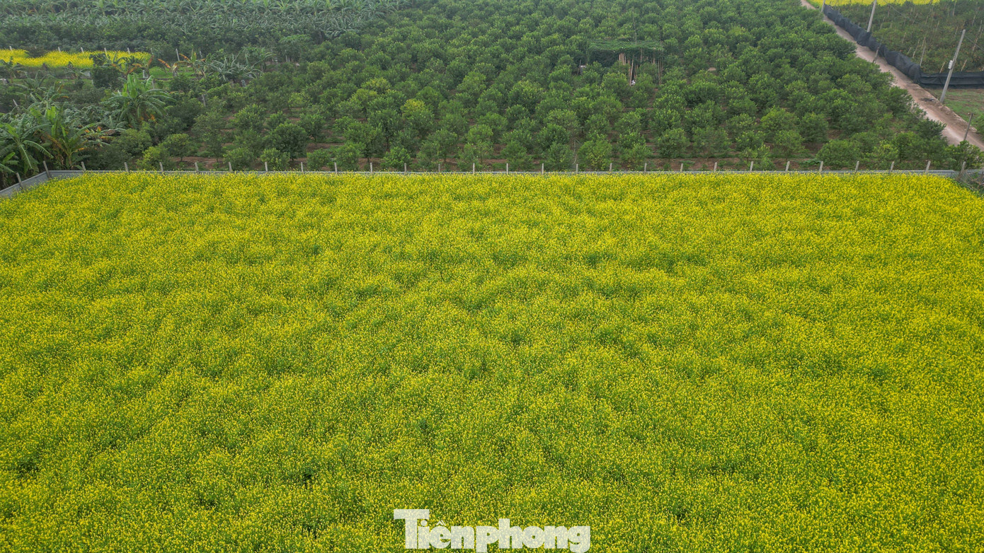 Hà Nội: Dạo chơi trên cánh đồng rực rỡ sắc vàng hoa cải 8 img src/upload/4-2025/images/2025-12-08/1765178403-tp-cai-vang-le-chidji-0933-width1390height788.jpg width660 /