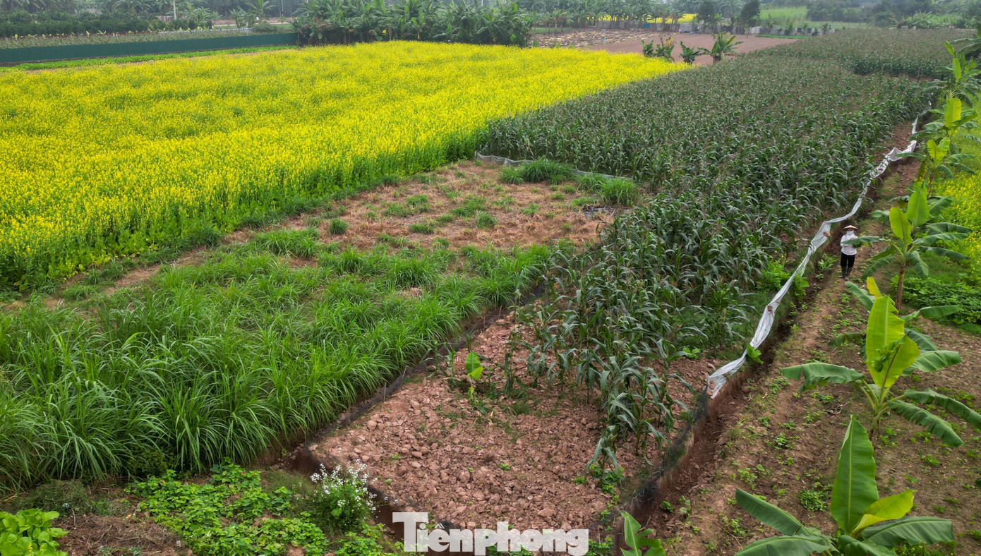Hà Nội: Dạo chơi trên cánh đồng rực rỡ sắc vàng hoa cải 9 Hà Nội: Dạo chơi trên cánh đồng rực rỡ sắc vàng hoa cải - 8