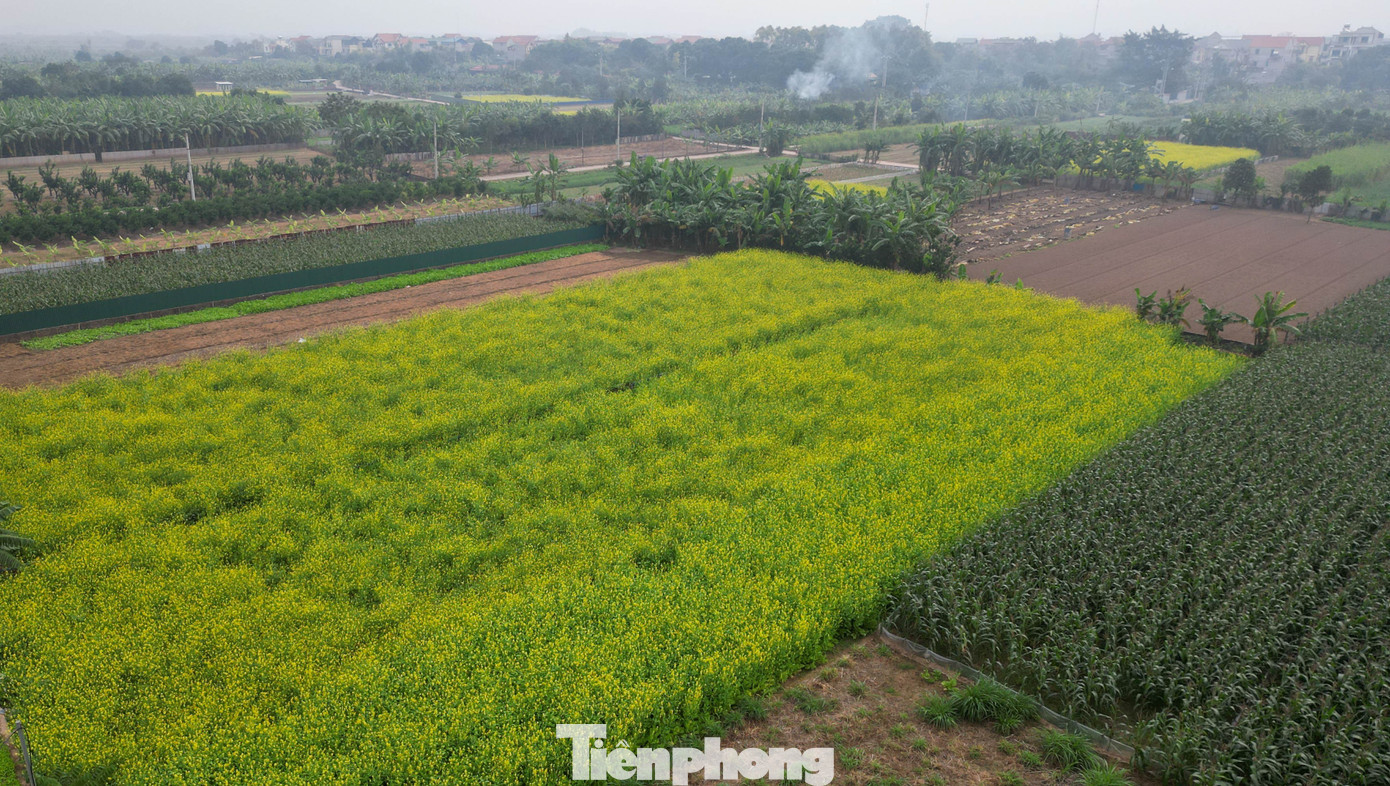 Hà Nội: Dạo chơi trên cánh đồng rực rỡ sắc vàng hoa cải 10 Dù vậy, những vạt cải còn sót lại vẫn giữ được vẻ đẹp đặc trưng: Sắc vàng nhẹ trải dài trên nền trời mù sương, gợi cảm giác yên bình của làng quê Bắc Bộ. Một số nhiếp ảnh gia chuyên nghiệp chia sẻ rằng chính sự tĩnh lặng này lại mang đến nét đẹp riêng, phù hợp với những bộ ảnh mang phong cách mộc mạc, tối giản.