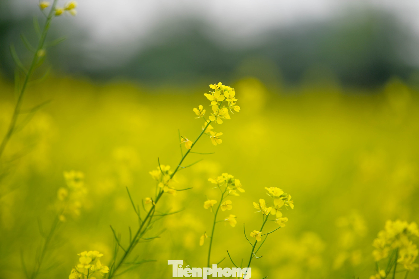 Hà Nội: Dạo chơi trên cánh đồng rực rỡ sắc vàng hoa cải 11 Nhờ vị trí nằm sát sông, cảnh quan vùng bãi Lệ Chi giữ được vẻ mộc mạc, ít bị che khuất bởi nhà cửa. Vào buổi sáng sớm hoặc chiều muộn, ánh nắng chiếu xiên khiến từng chùm hoa lên màu rực hơn, tạo điều kiện thuận lợi cho người yêu nhiếp ảnh ghi lại vẻ đẹp của mùa đông miền Bắc.