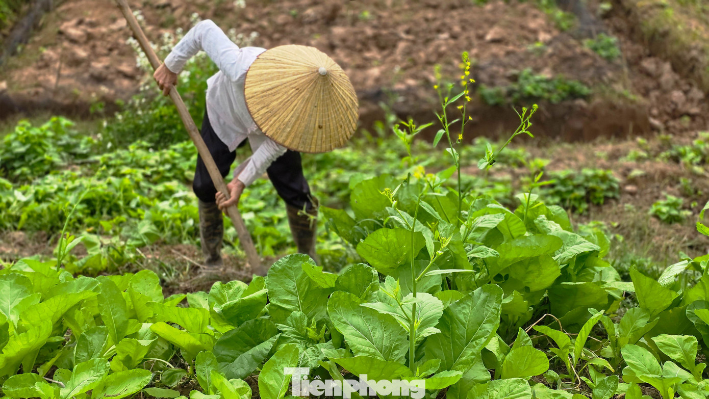 Hà Nội: Dạo chơi trên cánh đồng rực rỡ sắc vàng hoa cải 14 img src/upload/4-2025/images/2025-12-08/1765178404-tp-cai-vang-le-chidsc-5724-width1390height927.jpg width660 /