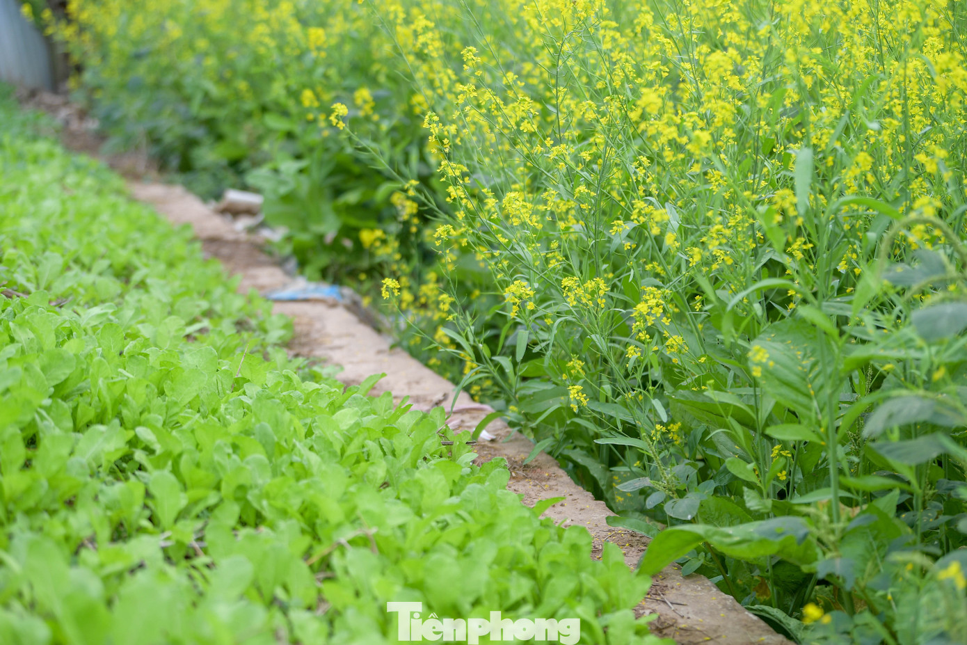 Hà Nội: Dạo chơi trên cánh đồng rực rỡ sắc vàng hoa cải 15 Hà Nội: Dạo chơi trên cánh đồng rực rỡ sắc vàng hoa cải - 14