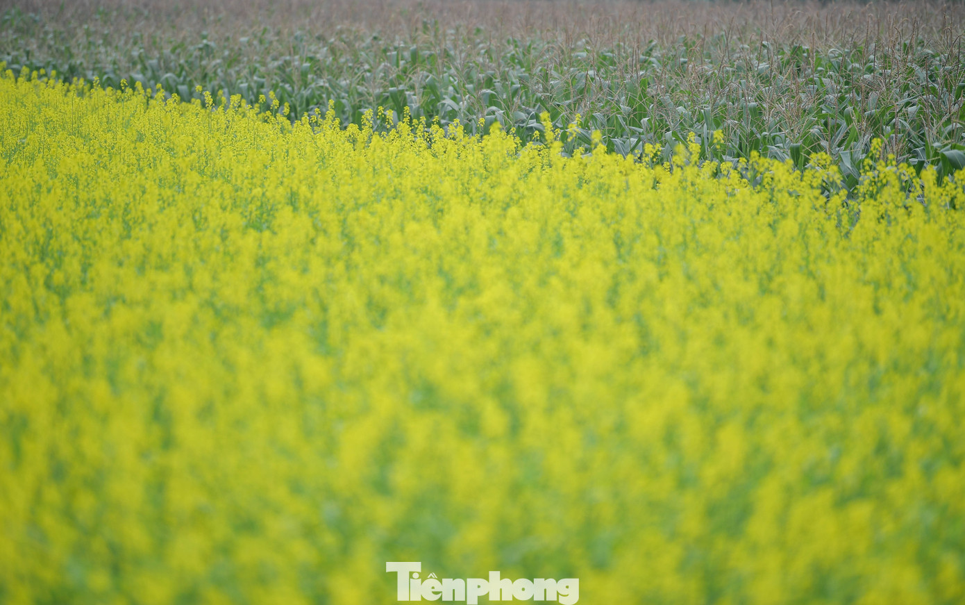 Hà Nội: Dạo chơi trên cánh đồng rực rỡ sắc vàng hoa cải 16 Hoa cải vàng (cải dầu) không chỉ mang giá trị cảnh quan mà còn được người dân trồng để lấy hạt giống. Tuy nhiên, trong khoảng 5-7 năm trở lại đây, nhờ màu sắc nổi bật và sự lan tỏa từ mạng xã hội, những cánh đồng cải ở ngoại thành Hà Nội trở thành điểm đến quen thuộc của giới trẻ vào dịp cuối năm.