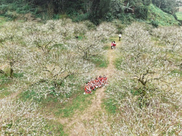 Hà Nội: Dạo chơi trên cánh đồng rực rỡ sắc vàng hoa cải 18 Hoa mận nở sớm, tinh khôi giữa tiết trời đầu đông ở Mộc Châu