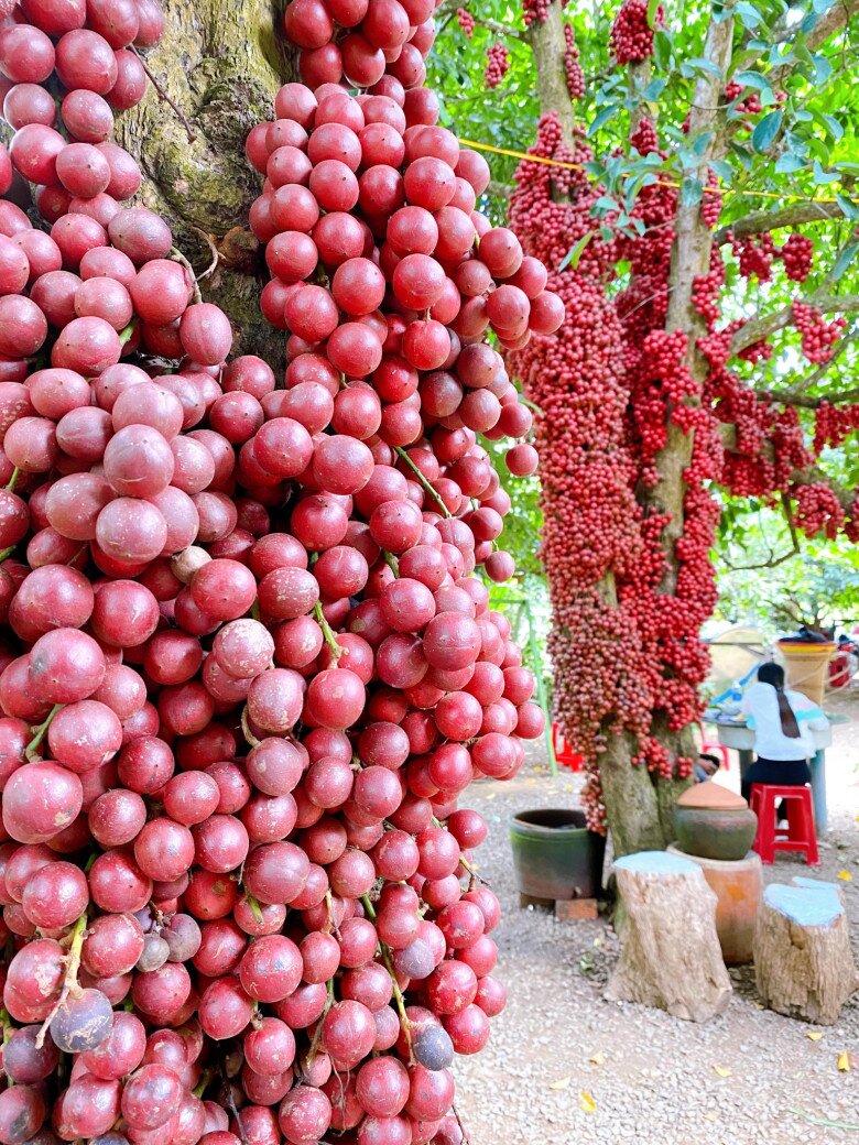 Loại quả màu đỏ mọc chi chít từ cành xuống thân là đặc sản Đắk Lắk, vị ngon ngọt ai ăn một lần là amp;#34;nghiệnamp;#34; - 2