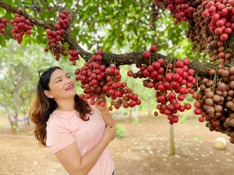 Loại quả màu đỏ mọc chi chít từ cành xuống thân là đặc sản Đắk Lắk, vị ngon ngọt ai ăn một lần là amp;#34;nghiệnamp;#34; - 4