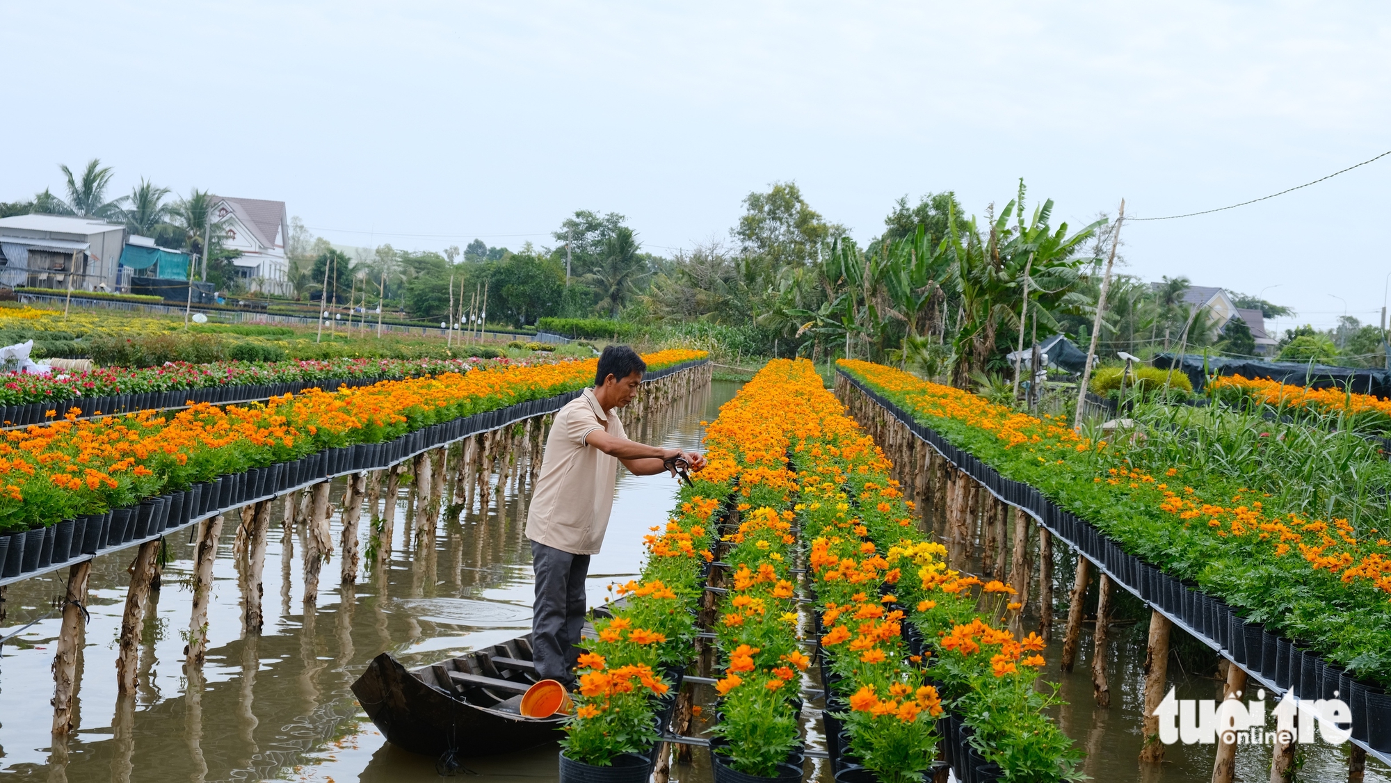 Dự kiến giá hoa Tết ở làng hoa Sa Đéc sẽ tăng do chi phí chăm sóc cao 2 làng hoa Sa Đéc - Ảnh 2.