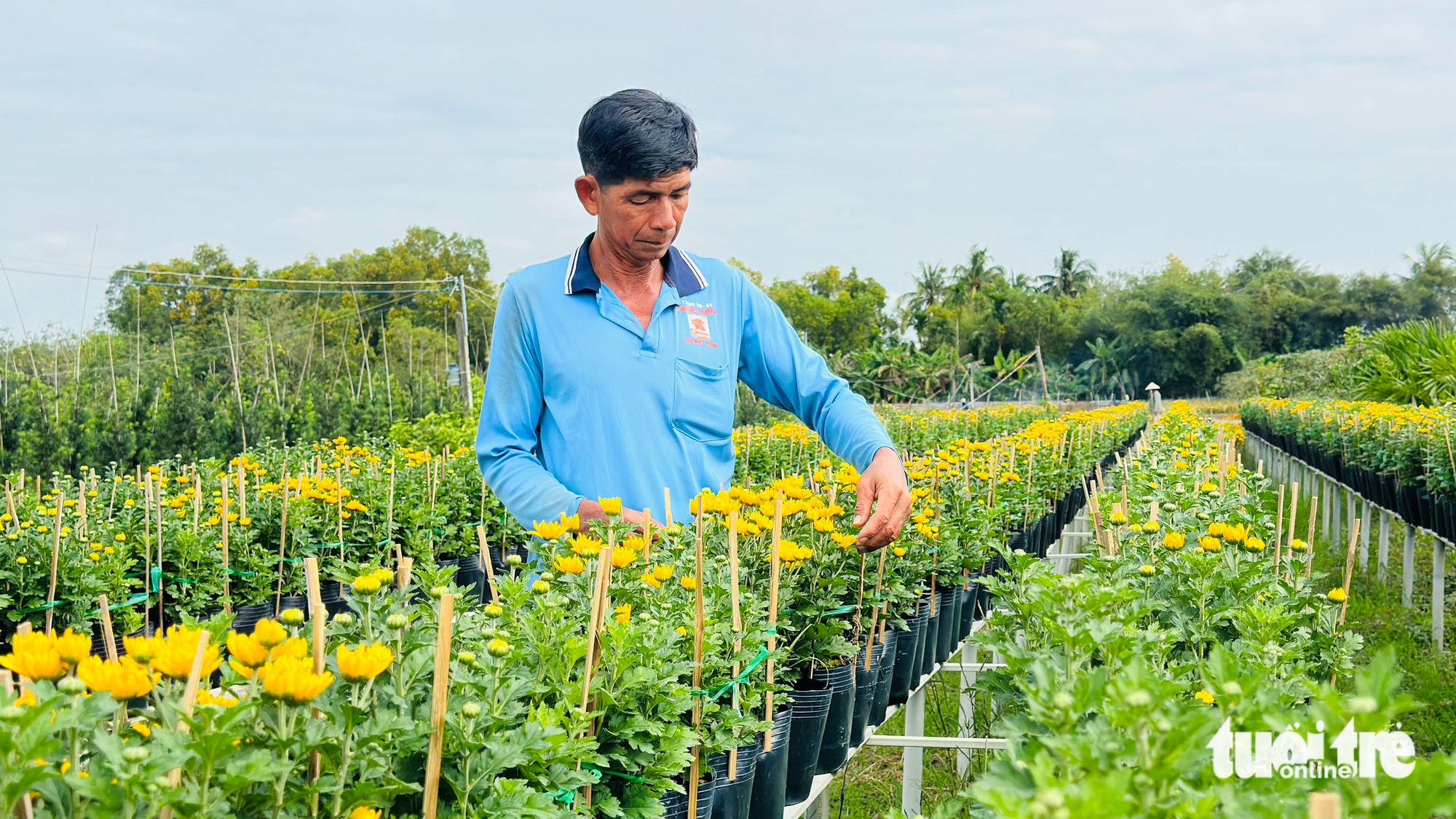 Dự kiến giá hoa Tết ở làng hoa Sa Đéc sẽ tăng do chi phí chăm sóc cao 3 làng hoa Sa Đéc - Ảnh 3.