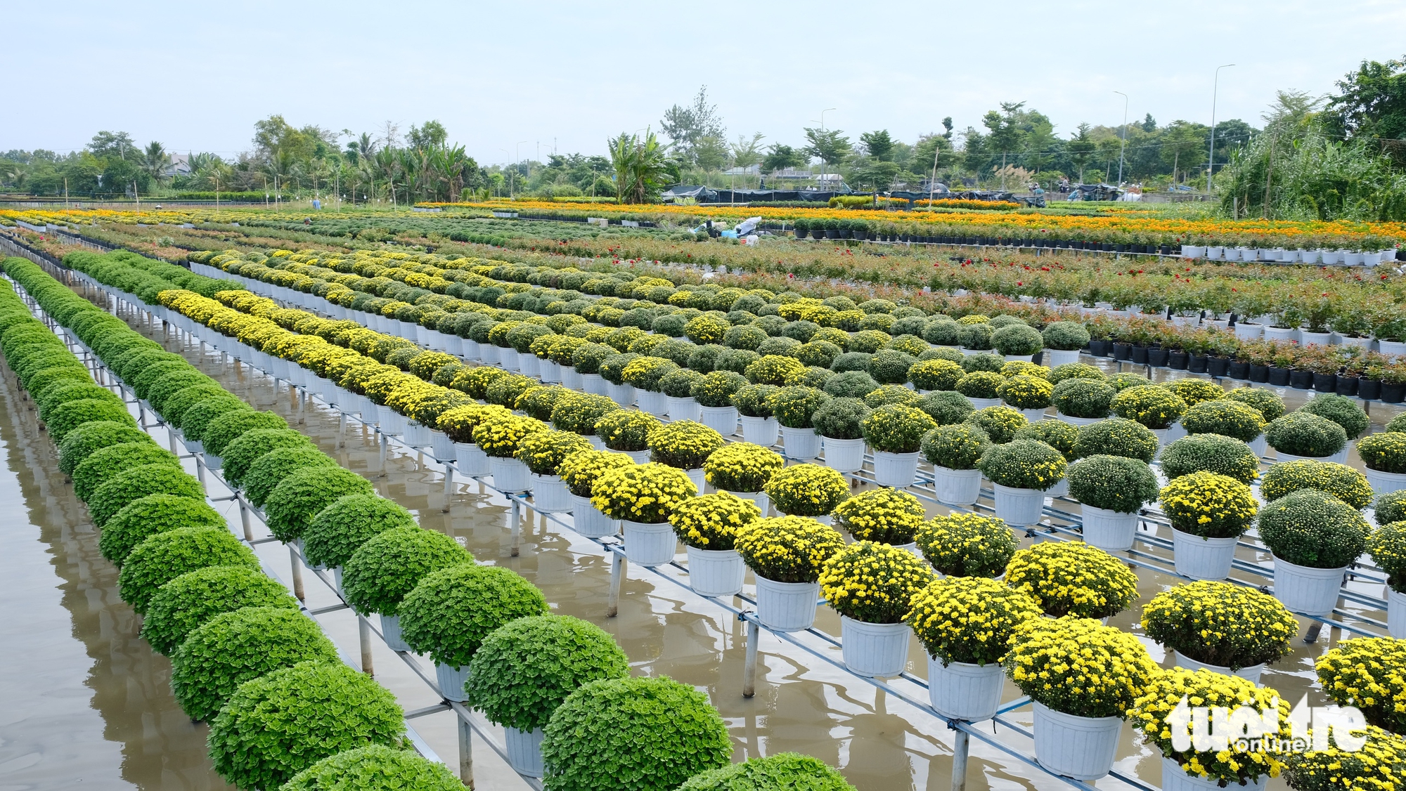 Dự kiến giá hoa Tết ở làng hoa Sa Đéc sẽ tăng do chi phí chăm sóc cao 4 làng hoa Sa Đéc - Ảnh 4.