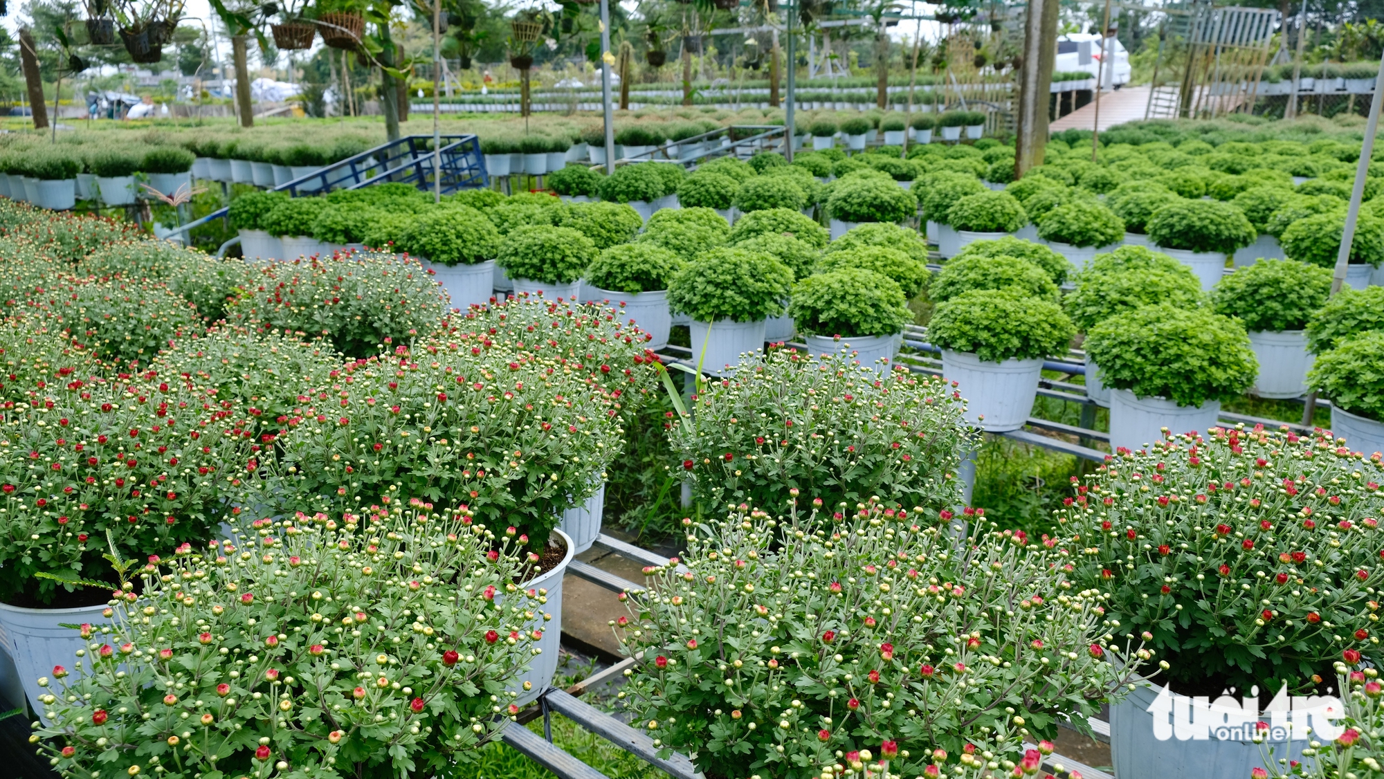 Dự kiến giá hoa Tết ở làng hoa Sa Đéc sẽ tăng do chi phí chăm sóc cao 5 làng hoa Sa Đéc - Ảnh 5.