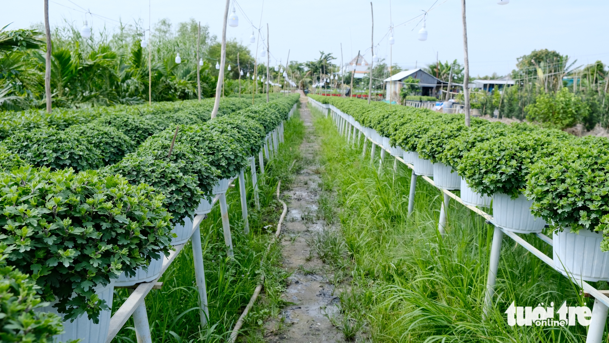 Dự kiến giá hoa Tết ở làng hoa Sa Đéc sẽ tăng do chi phí chăm sóc cao 6 làng hoa Sa Đéc - Ảnh 6.