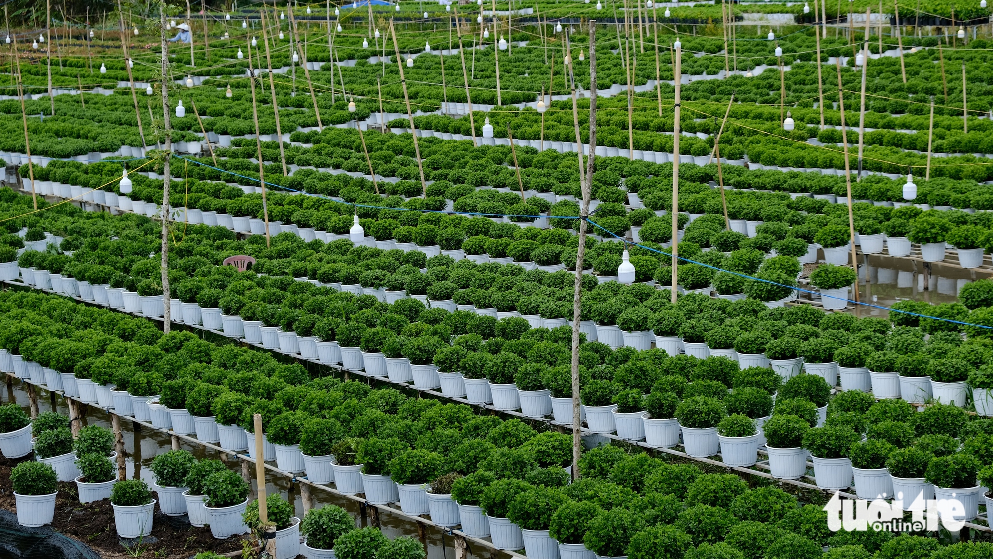 Dự kiến giá hoa Tết ở làng hoa Sa Đéc sẽ tăng do chi phí chăm sóc cao 7 Dự kiến giá hoa Tết ở làng hoa Sa Đéc sẽ tăng do chi phí chăm sóc cao - Ảnh 7.