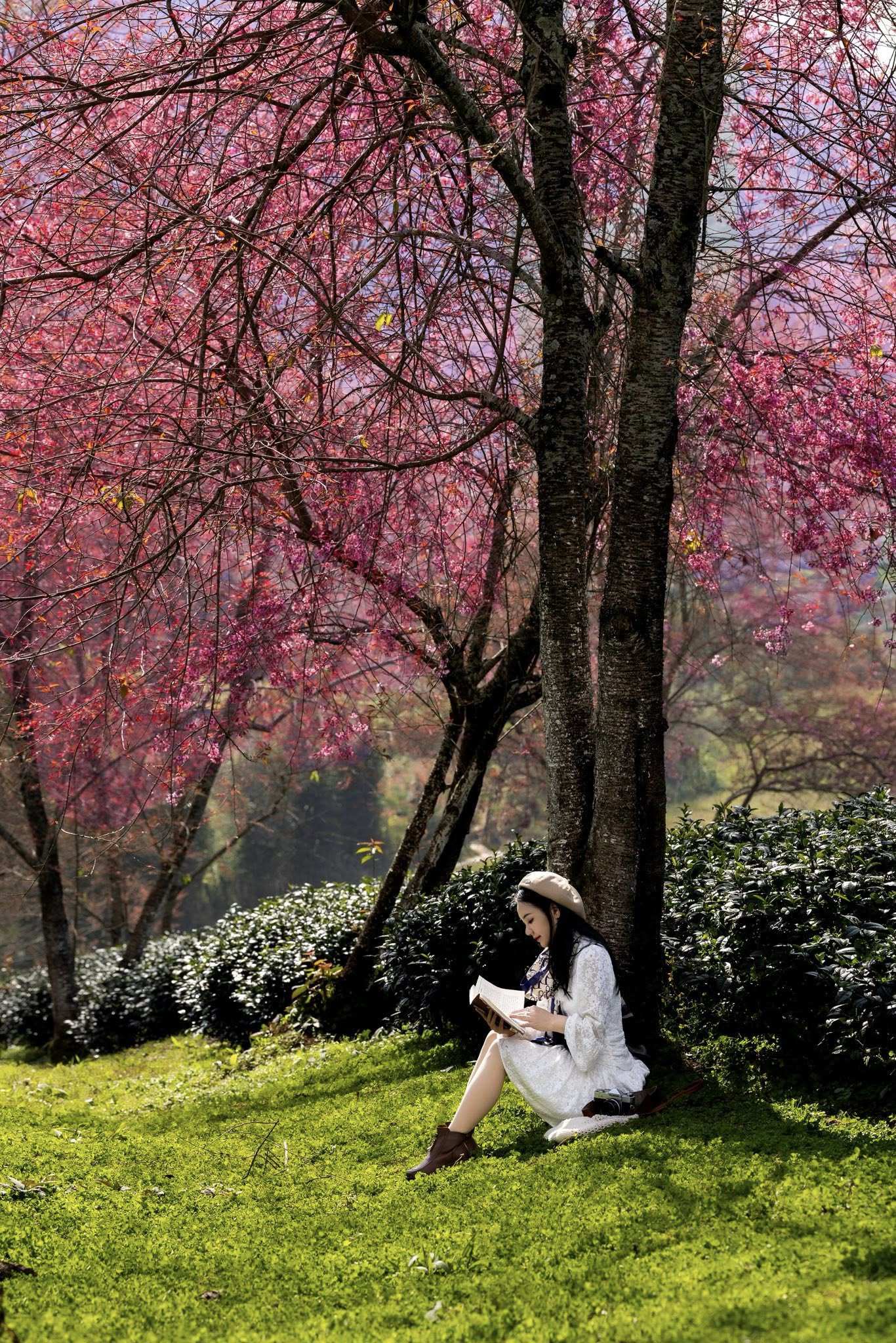 Mùa hoa mai anh đào cuối cùng nở rộ trên đồi chè Ô Long Sa Pa 2 Mùa hoa mai anh đào cuối cùng nở rộ trên đồi chè Ô Long Sa Pa - 2