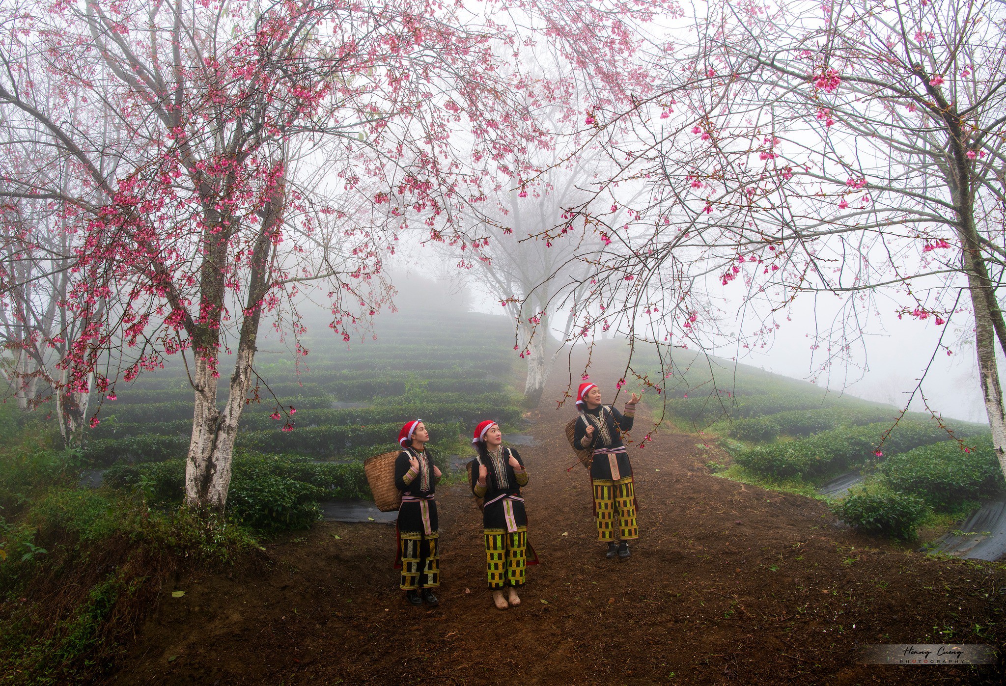 Mùa hoa mai anh đào cuối cùng nở rộ trên đồi chè Ô Long Sa Pa 3 Mùa hoa mai anh đào cuối cùng nở rộ trên đồi chè Ô Long Sa Pa - 3