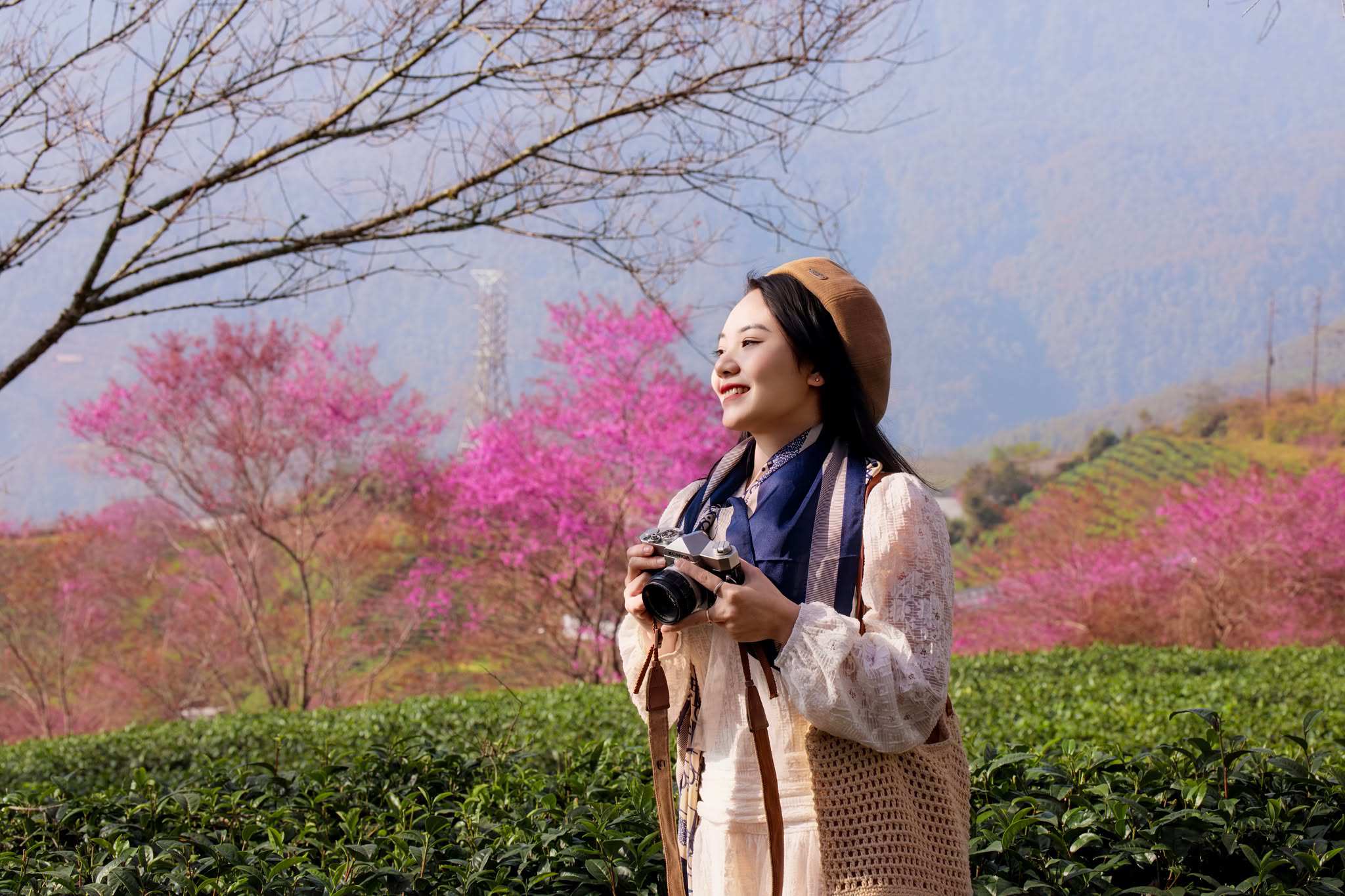 Mùa hoa mai anh đào cuối cùng nở rộ trên đồi chè Ô Long Sa Pa 5 Mùa hoa mai anh đào cuối cùng nở rộ trên đồi chè Ô Long Sa Pa - 5