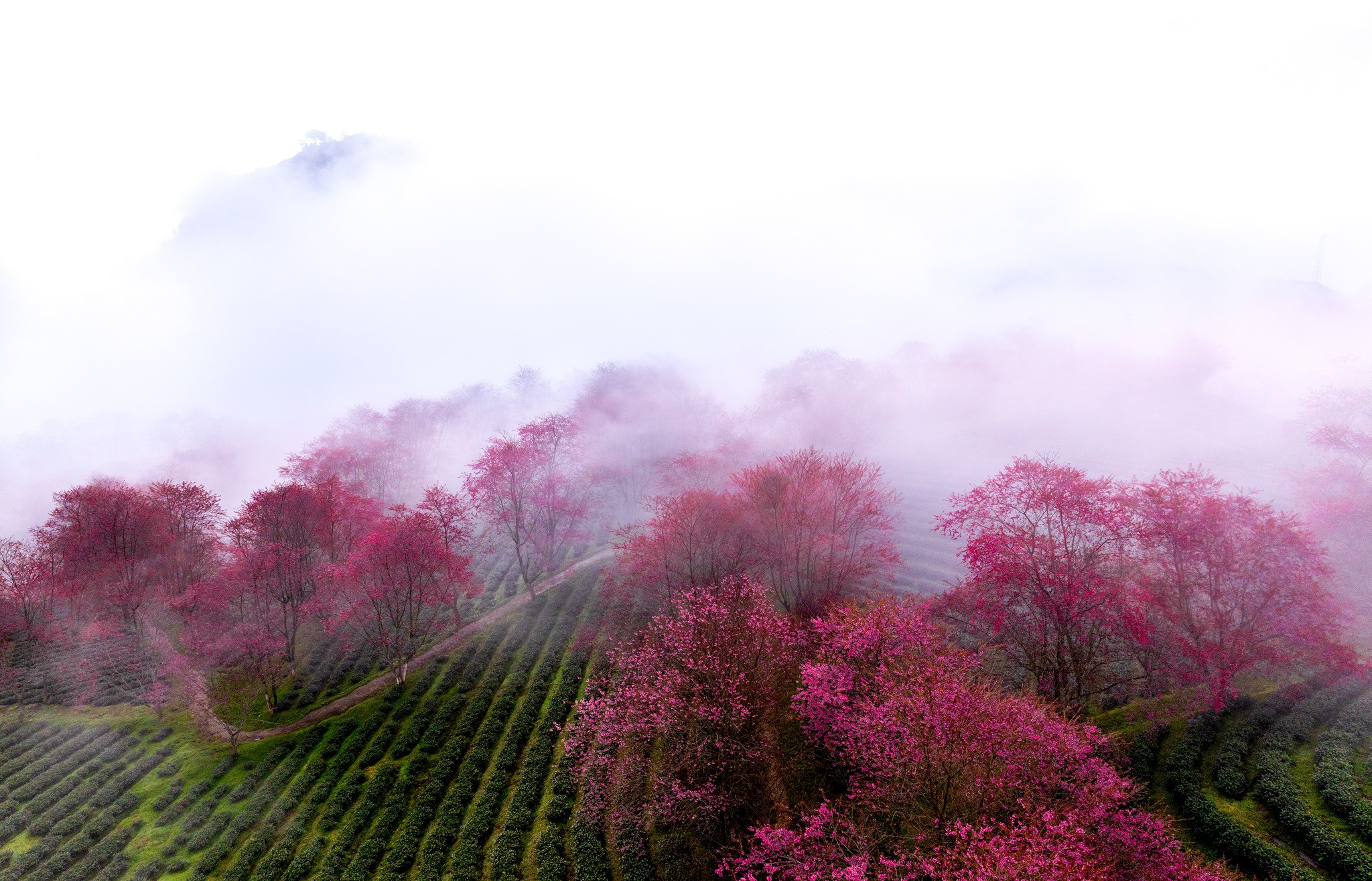 Mùa hoa mai anh đào cuối cùng nở rộ trên đồi chè Ô Long Sa Pa 7 Mùa hoa mai anh đào cuối cùng nở rộ trên đồi chè Ô Long Sa Pa - 7