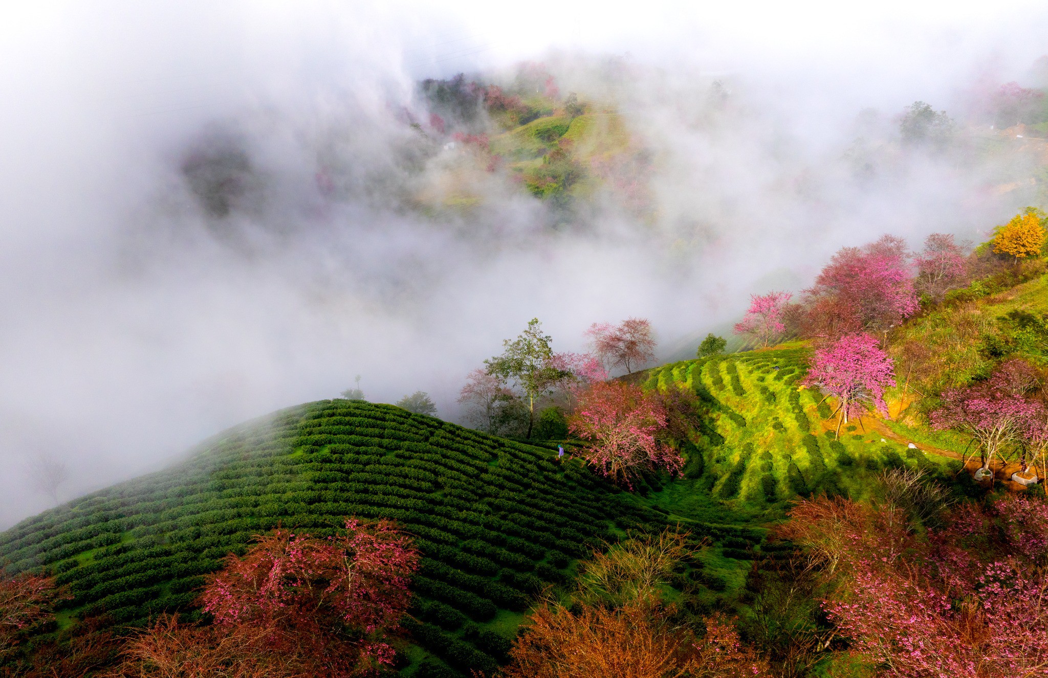 Mùa hoa mai anh đào cuối cùng nở rộ trên đồi chè Ô Long Sa Pa 8 Mùa hoa mai anh đào cuối cùng nở rộ trên đồi chè Ô Long Sa Pa - 8