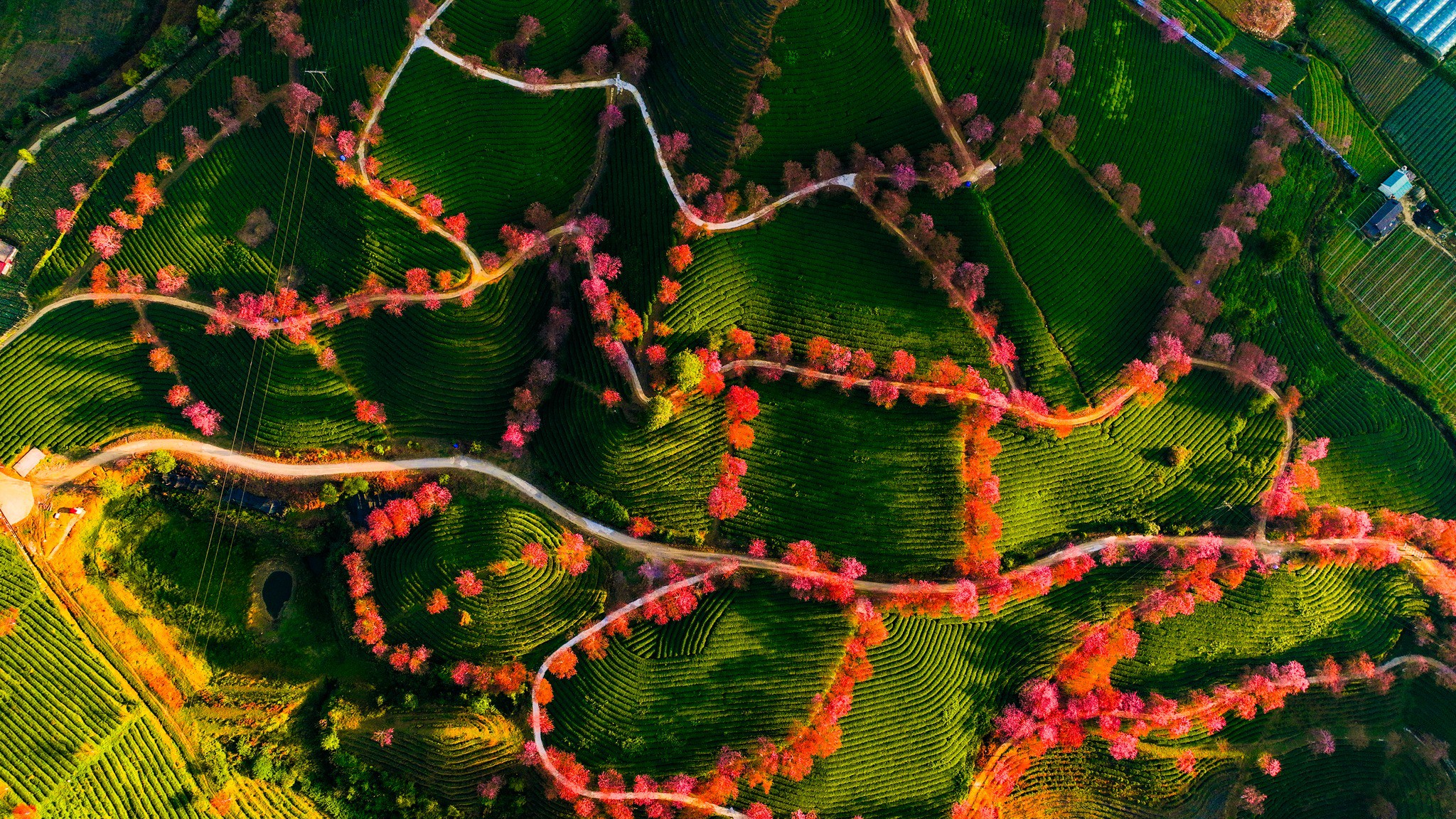 Mùa hoa mai anh đào cuối cùng nở rộ trên đồi chè Ô Long Sa Pa 9 Mùa hoa mai anh đào cuối cùng nở rộ trên đồi chè Ô Long Sa Pa - 9