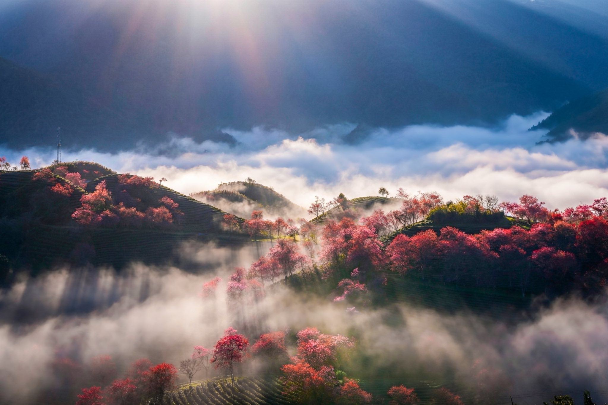 Mùa hoa mai anh đào cuối cùng nở rộ trên đồi chè Ô Long Sa Pa 10 Mùa hoa mai anh đào cuối cùng nở rộ trên đồi chè Ô Long Sa Pa - 10