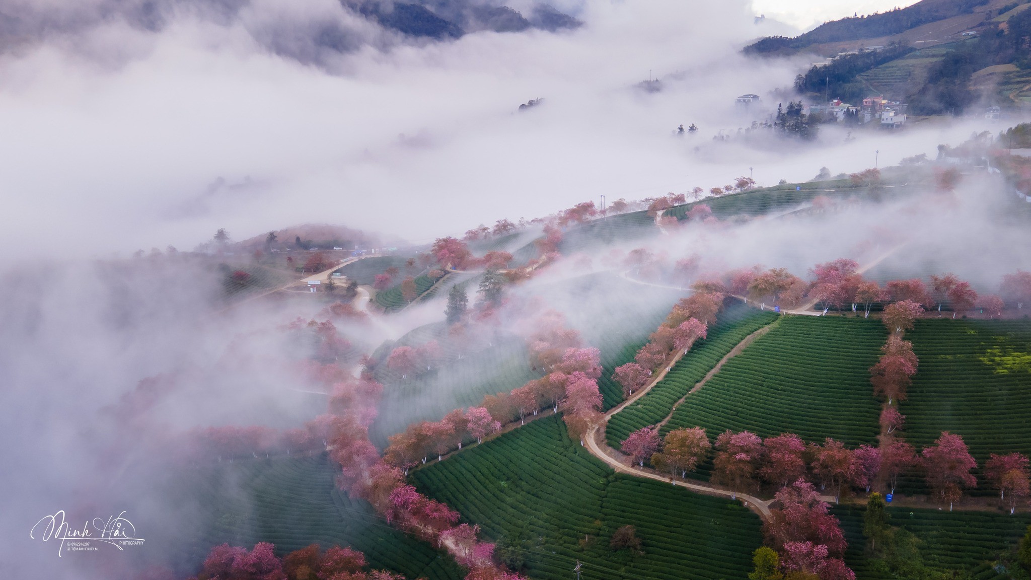 Mùa hoa mai anh đào cuối cùng nở rộ trên đồi chè Ô Long Sa Pa 12 Mùa hoa mai anh đào cuối cùng nở rộ trên đồi chè Ô Long Sa Pa - 12