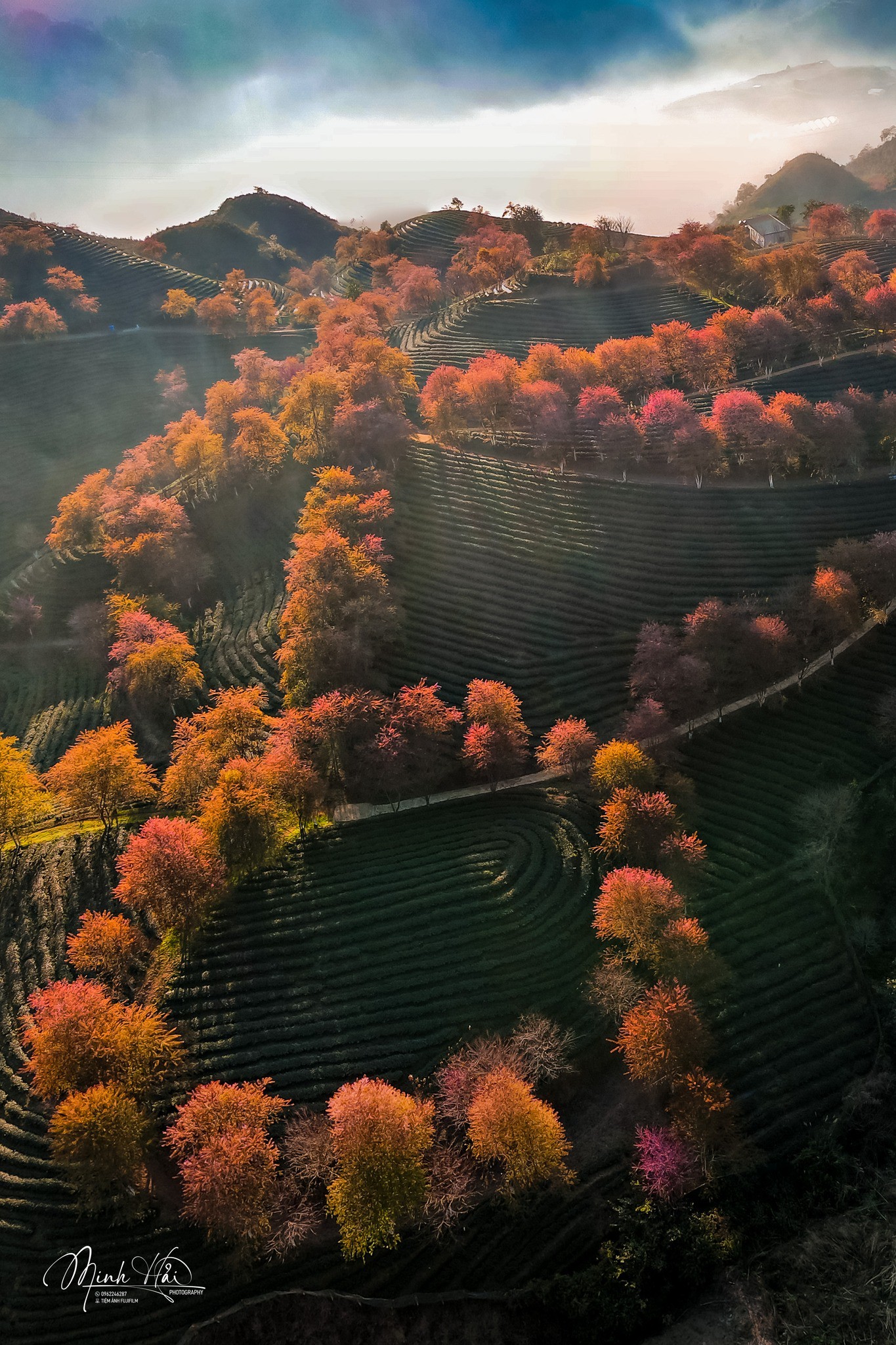 Mùa hoa mai anh đào cuối cùng nở rộ trên đồi chè Ô Long Sa Pa 11 Mùa hoa mai anh đào cuối cùng nở rộ trên đồi chè Ô Long Sa Pa - 11