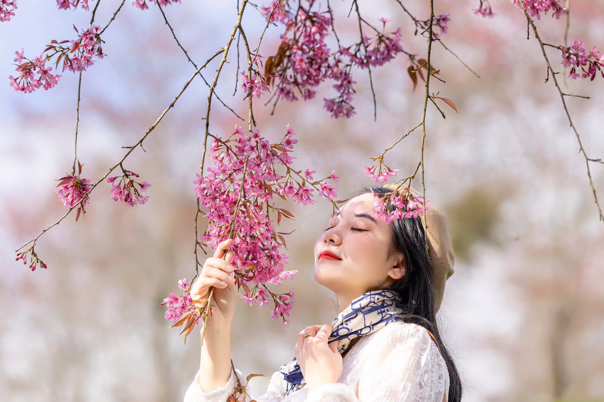 Mùa hoa mai anh đào cuối cùng nở rộ trên đồi chè Ô Long Sa Pa 13 Mùa hoa mai anh đào cuối cùng nở rộ trên đồi chè Ô Long Sa Pa - 13