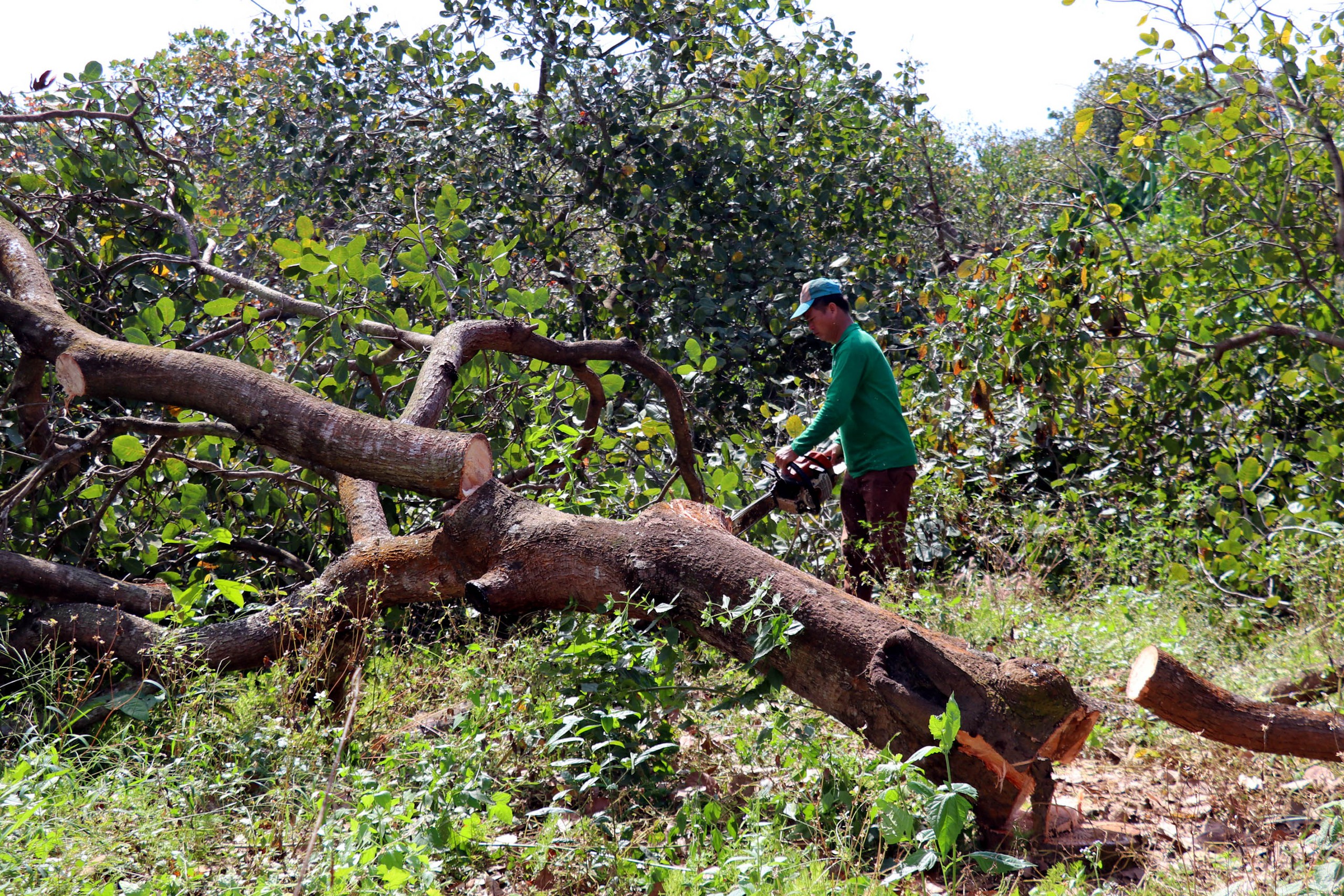 Dự án cao tốc Gia Nghĩa - Chơn Thành: Vì sao doanh nghiệp xin đổi từ hình thức đầu tư BOT sang BT? 2 cao tốc - Ảnh 2.
