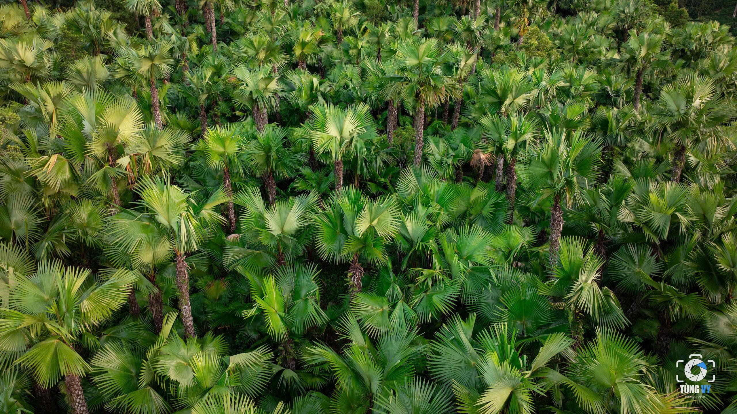 Thứ quả đen sì mọc đầy đồi núi Phú Thọ, đến mùa thành đặc sản gây nghiện - 2