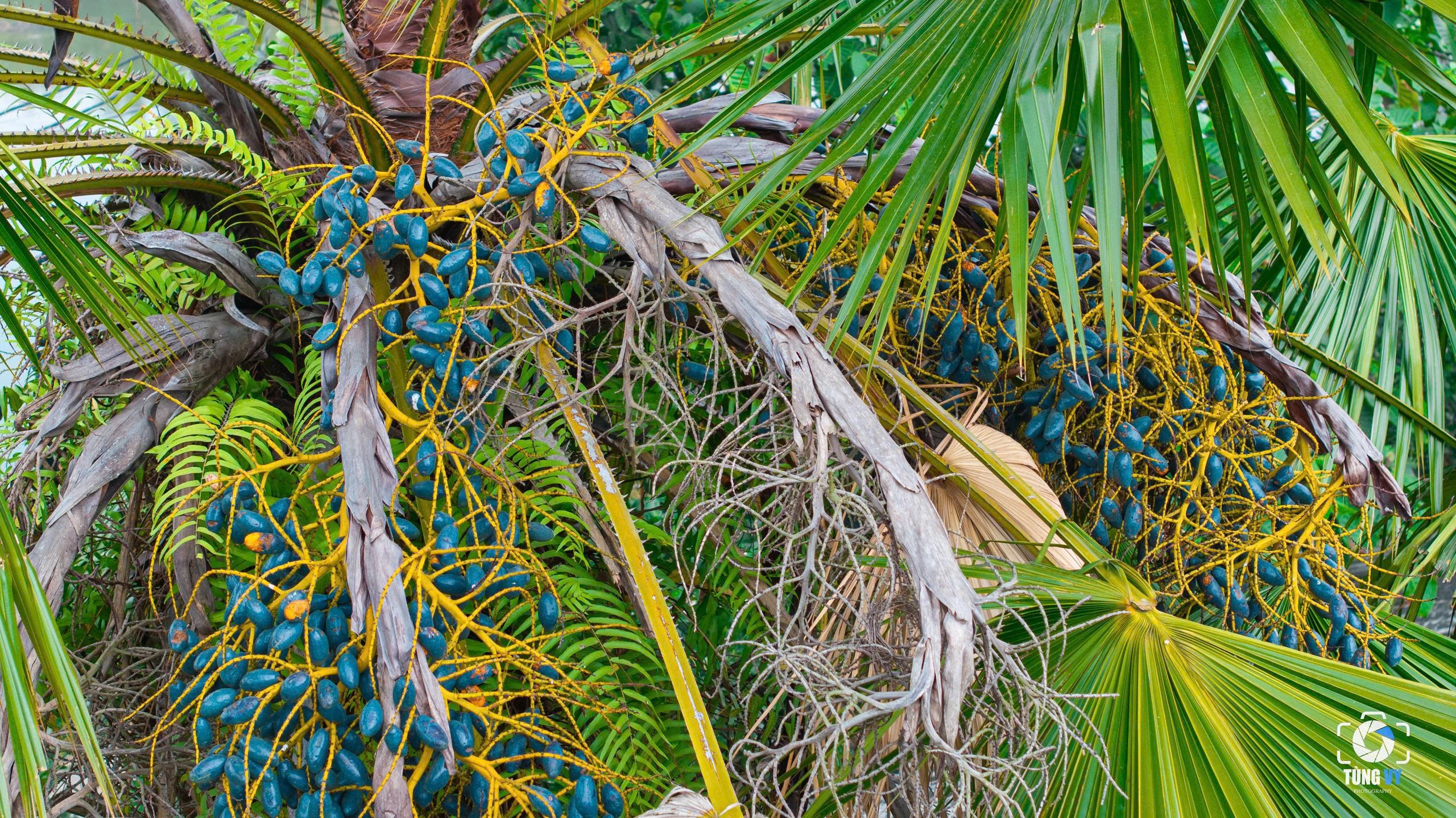 Thứ quả đen sì mọc đầy đồi núi Phú Thọ, đến mùa thành đặc sản gây nghiện - 3