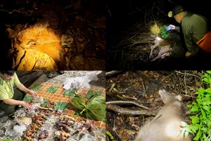 Không thể im lặng trước tiếng kêu cứu của thú rừng trong vườn quốc gia Cát Tiên