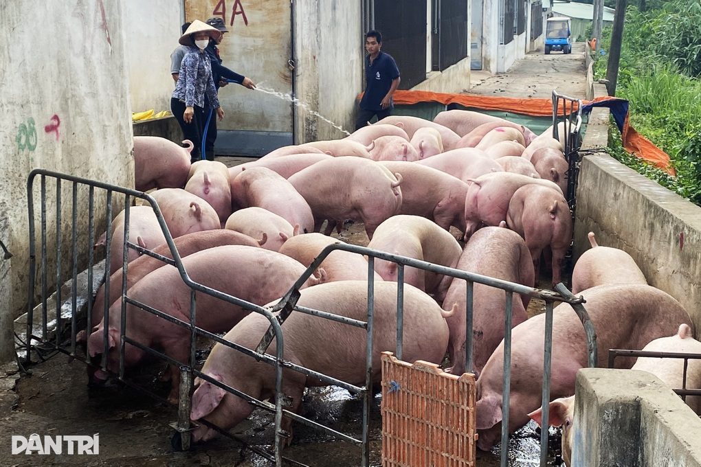 Giám đốc Sở ATTP nói lý do heo có vòng nhận diện nhưng không thể… nhận diện - 3