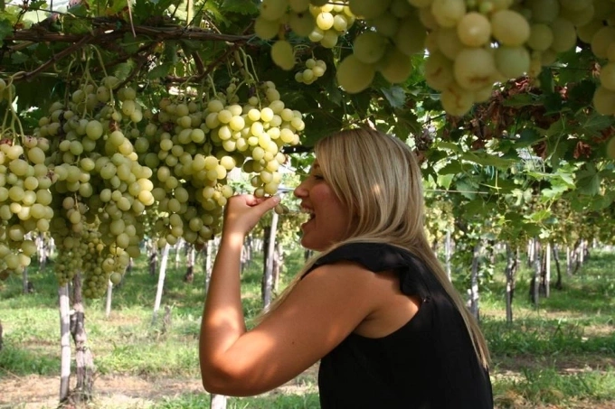 5 trải nghiệm thu hoạch nông sản theo mùa hút du khách 2 Vườn nho Ninh Thuận thu hút khách trong nước lẫn quốc tế nhờ trải nghiệm thực tế. Ảnh: Huyền Trần