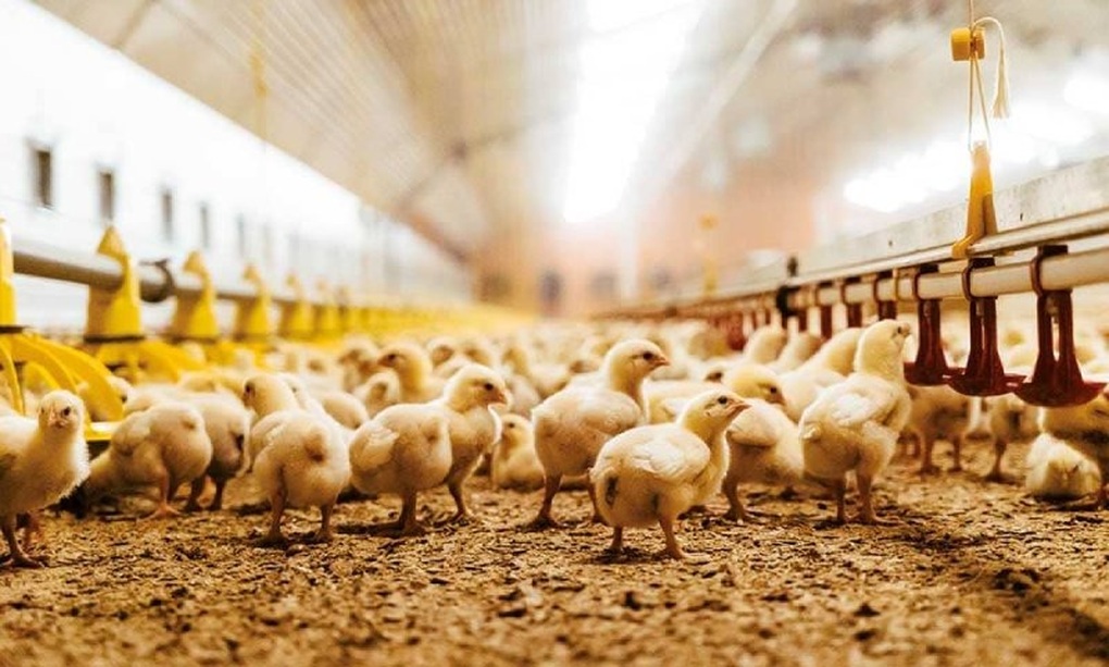 Loại thịt “lên ngôi” mùa lạnh nhờ giàu đạm ngang cá, giá rẻ hơn thịt bò - 3