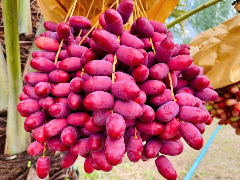 Loại quả căng mọng amp;#34;đắt đỏamp;#34; nhất Việt Nam, nhìn vừa quen vừa lạ giá tận 700.000 đồng/kg vẫn amp;#34;cháy hàngamp;#34; - 3