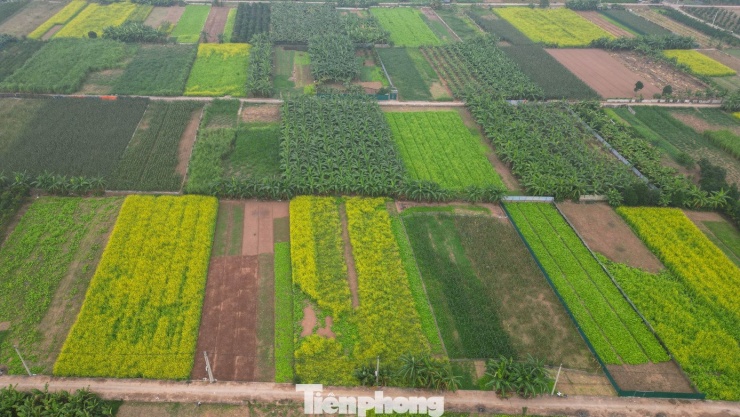 Hà Nội: Dạo chơi trên cánh đồng rực rỡ sắc vàng hoa cải 1 Hà Nội: Dạo chơi trên cánh đồng rực rỡ sắc vàng hoa cải - 1