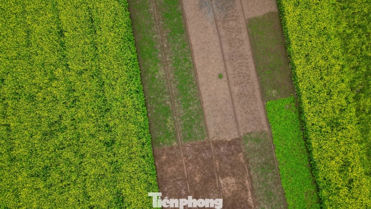 Hà Nội: Dạo chơi trên cánh đồng rực rỡ sắc vàng hoa cải 3 Hà Nội: Dạo chơi trên cánh đồng rực rỡ sắc vàng hoa cải - 2