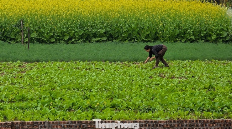 Hà Nội: Dạo chơi trên cánh đồng rực rỡ sắc vàng hoa cải 4 Hà Nội: Dạo chơi trên cánh đồng rực rỡ sắc vàng hoa cải - 3