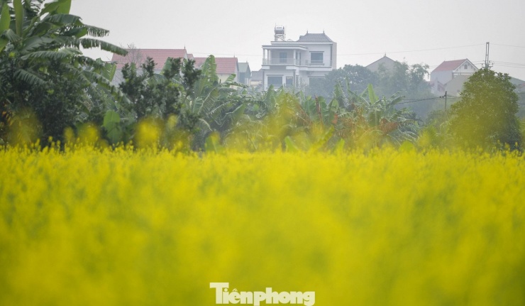 Hà Nội: Dạo chơi trên cánh đồng rực rỡ sắc vàng hoa cải 5 Hà Nội: Dạo chơi trên cánh đồng rực rỡ sắc vàng hoa cải - 4