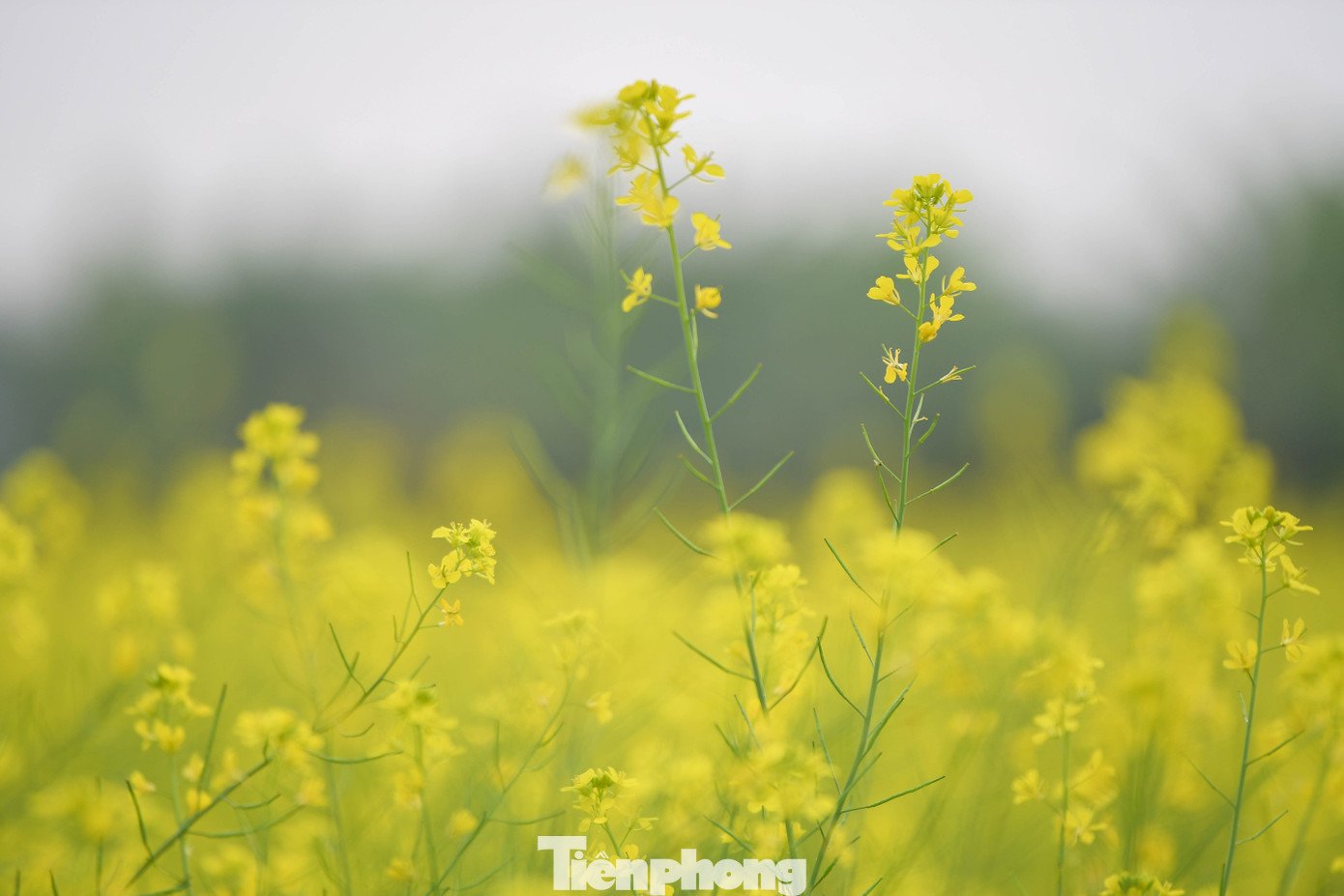 Hà Nội: Dạo chơi trên cánh đồng rực rỡ sắc vàng hoa cải 6 Hà Nội: Dạo chơi trên cánh đồng rực rỡ sắc vàng hoa cải - 5