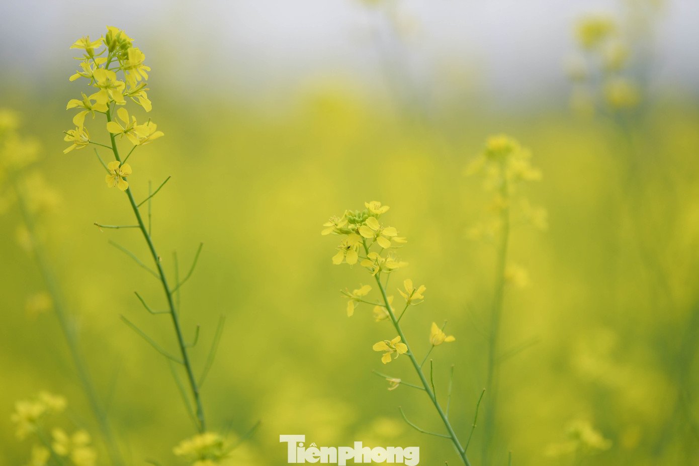 Hà Nội: Dạo chơi trên cánh đồng rực rỡ sắc vàng hoa cải - 6