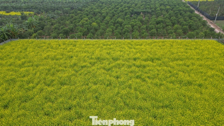 Hà Nội: Dạo chơi trên cánh đồng rực rỡ sắc vàng hoa cải 8 Hà Nội: Dạo chơi trên cánh đồng rực rỡ sắc vàng hoa cải - 7