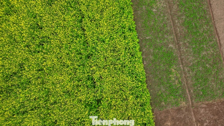 Hà Nội: Dạo chơi trên cánh đồng rực rỡ sắc vàng hoa cải 12 Hà Nội: Dạo chơi trên cánh đồng rực rỡ sắc vàng hoa cải - 11