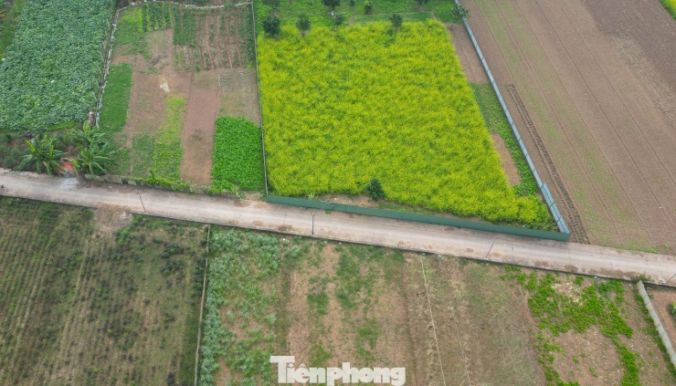 Hà Nội: Dạo chơi trên cánh đồng rực rỡ sắc vàng hoa cải 13 Hà Nội: Dạo chơi trên cánh đồng rực rỡ sắc vàng hoa cải - 12