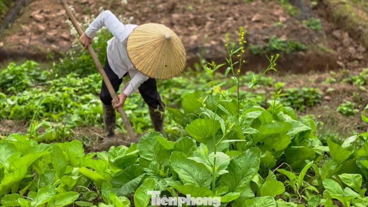 Hà Nội: Dạo chơi trên cánh đồng rực rỡ sắc vàng hoa cải 14 Hà Nội: Dạo chơi trên cánh đồng rực rỡ sắc vàng hoa cải - 13